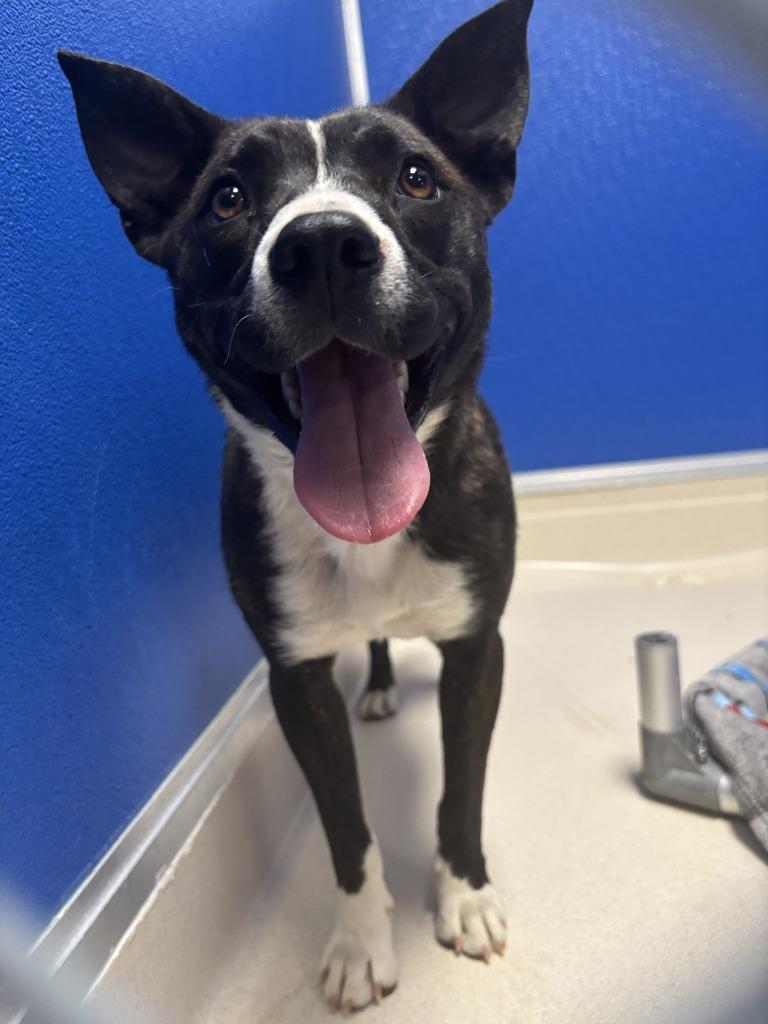Jazz, Adoptable, Young Female Shepherd & Mixed Breed.