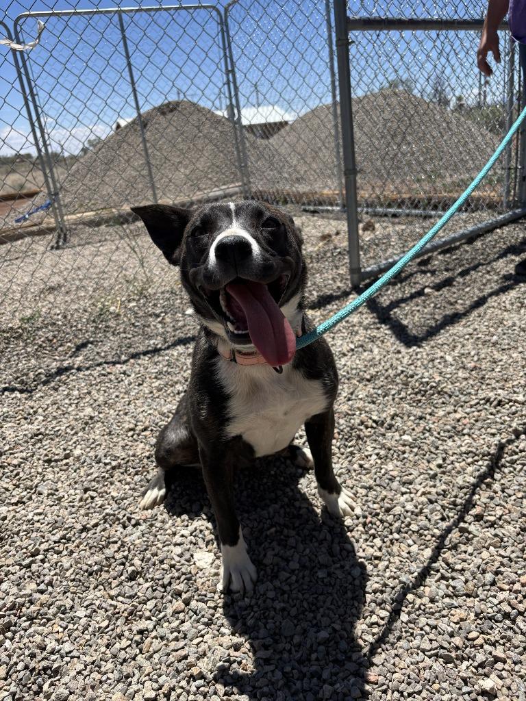 Enlarge Jazz, a Adoptable mixed breed in Moriarty, NM image 4/4