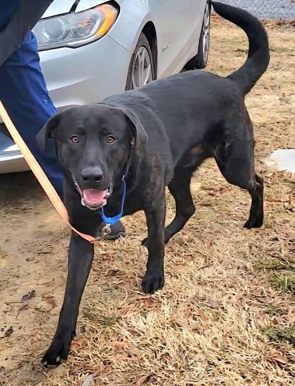 King, Adoptable, Young Male Labrador Retriever & Shepherd.