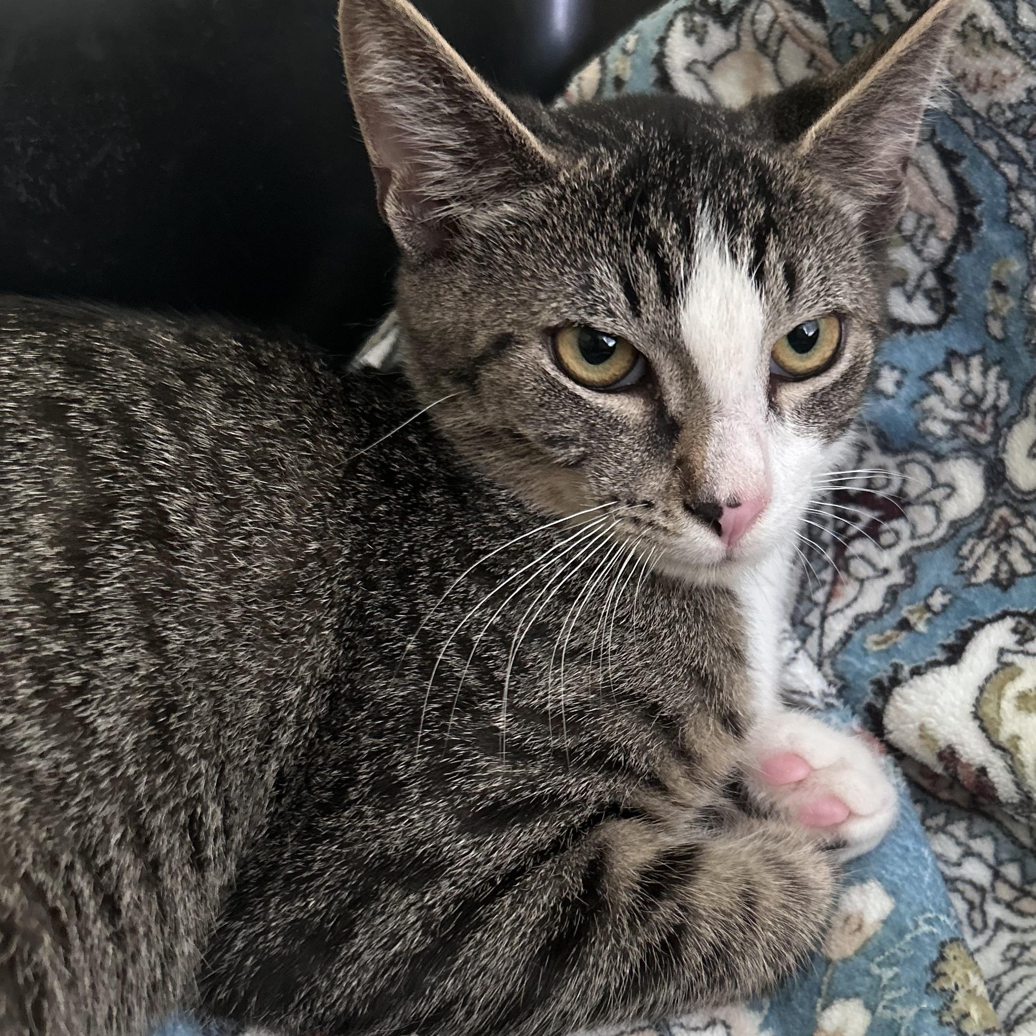 Enlarge Joey - Sweet, single, tabby boy, an adopted Domestic Short Hair in Yardley, PA image 2/3