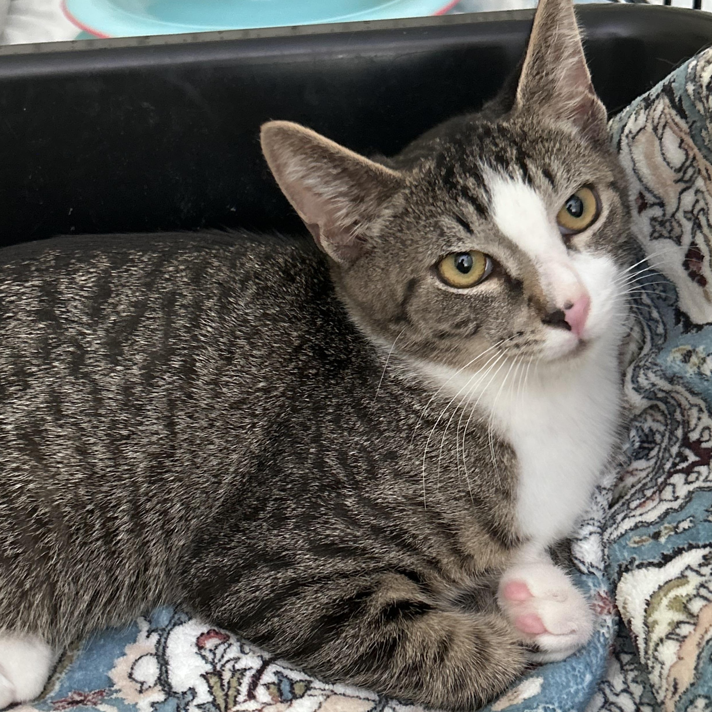 Enlarge Joey - Sweet, single, tabby boy, an adopted Domestic Short Hair in Yardley, PA image 1/3