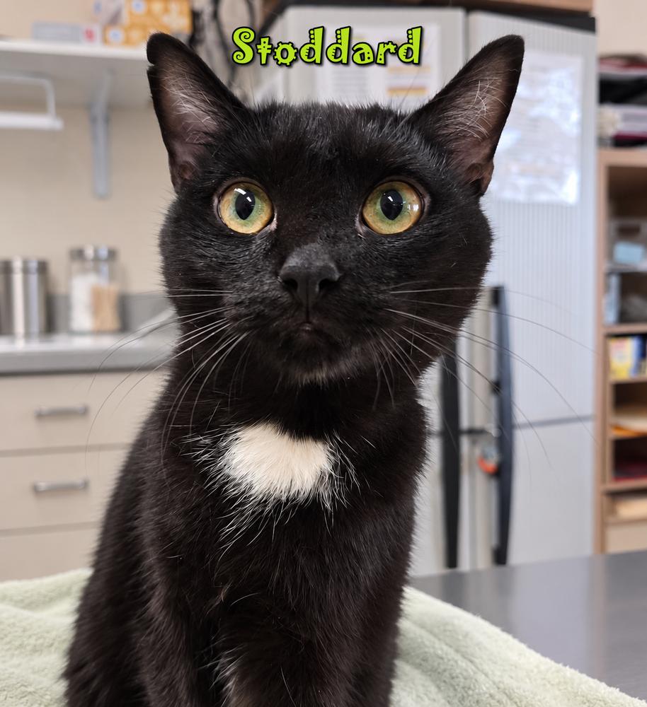 Enlarge Stoddard, a Adoptable mixed breed in Southbury, CT image 1/1