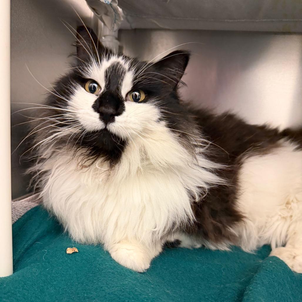 Glenda, Adoptable, Senior Female Domestic Medium Hair.