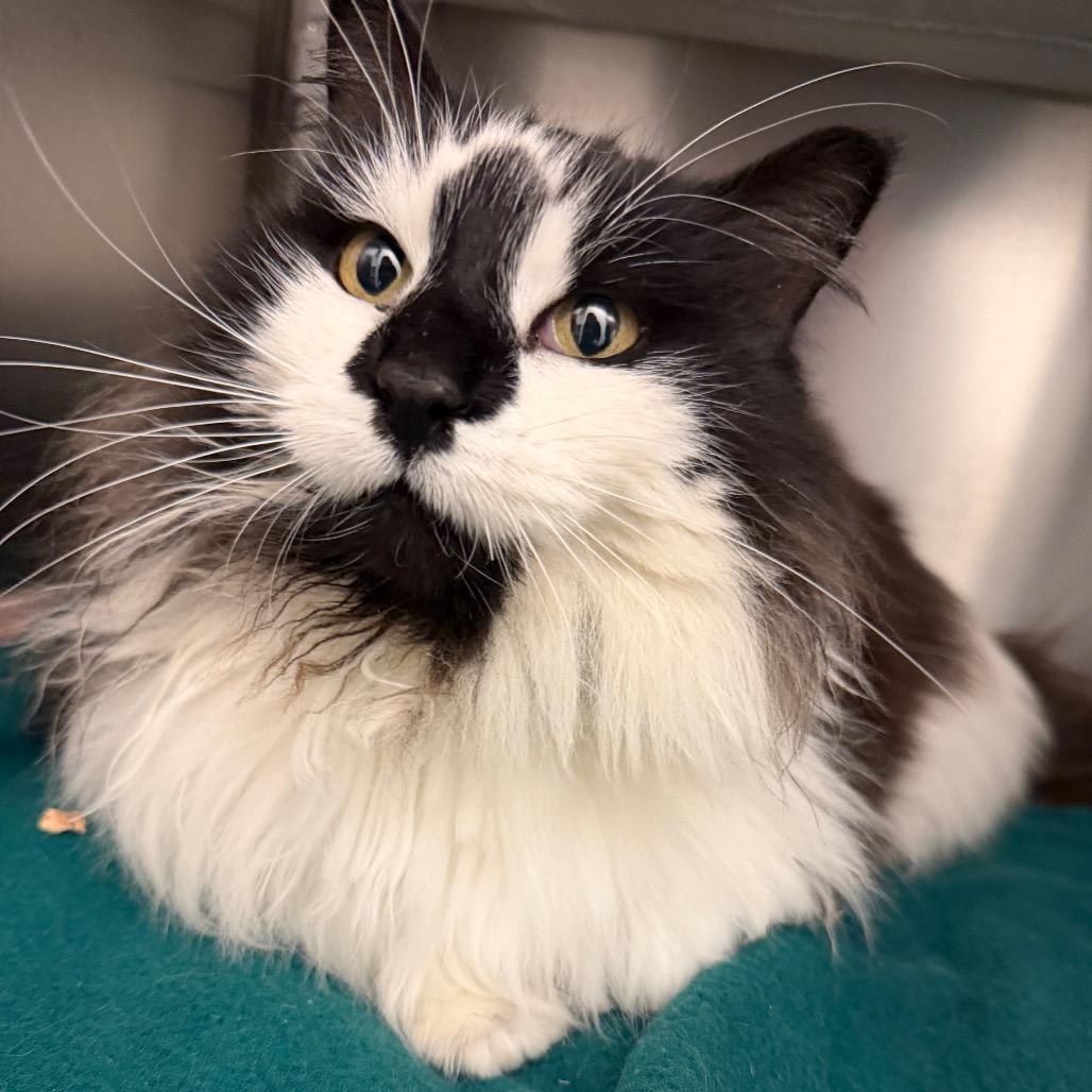 Enlarge Glenda, a Adoptable Domestic Medium Hair in International Falls, MN image 2/2