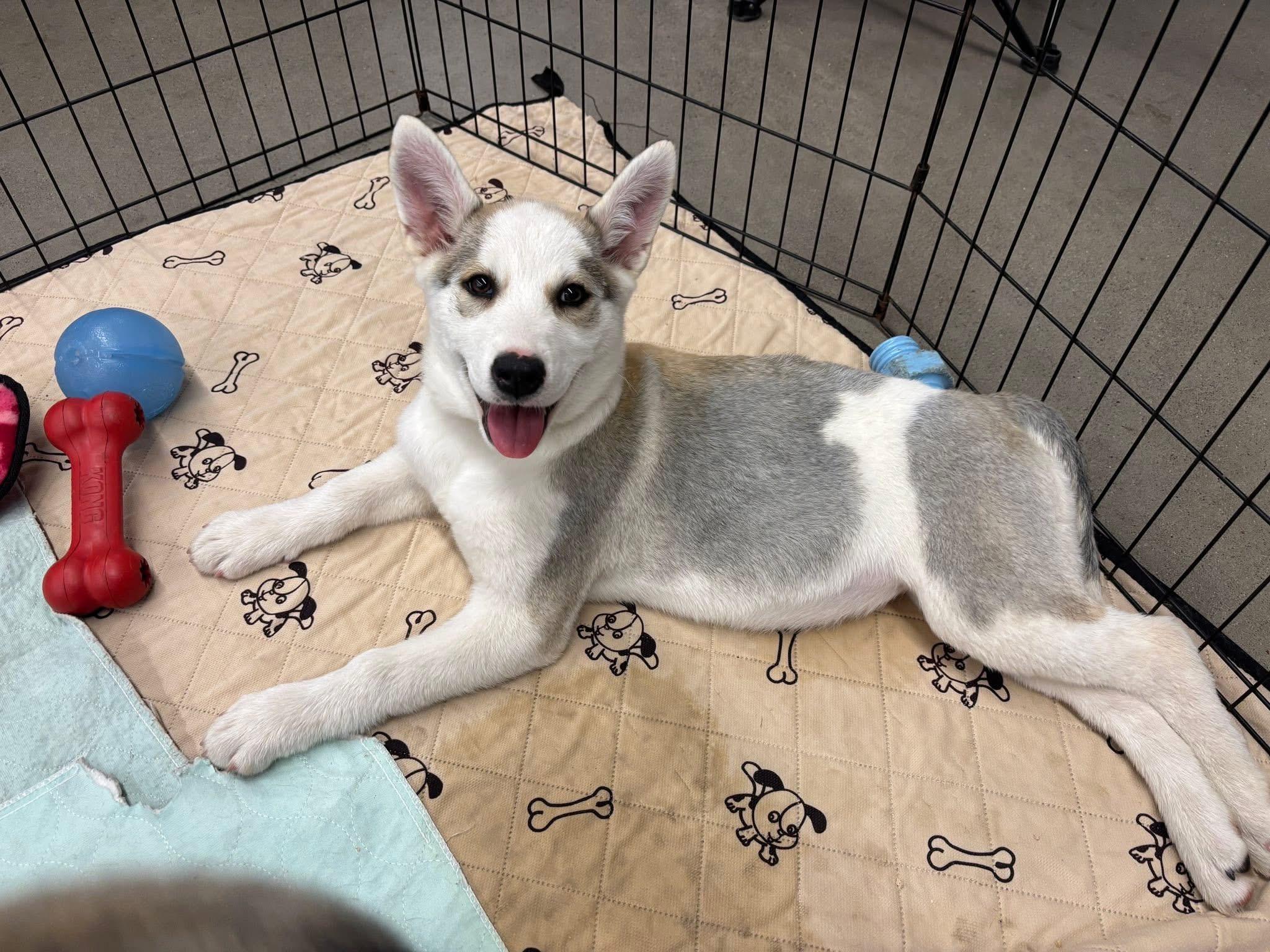 Avia, an adoptable Husky in Brainerd, MN, 56401 | Photo Image 1