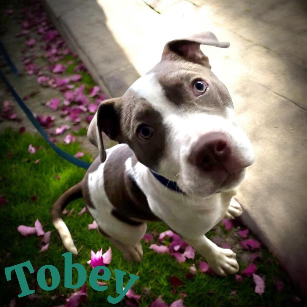Toby, Adoptable, Puppy Male Pit Bull Terrier.