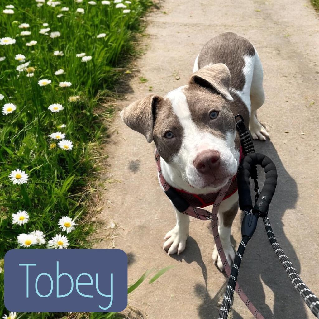 Enlarge Toby, a Adoptable Pit Bull Terrier in Camden, TN image 2/2