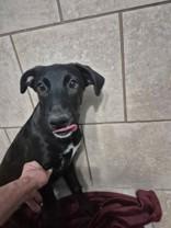 Gigi, an adoptable Border Collie, Labrador Retriever in Hamilton, MT, 59840 | Photo Image 1