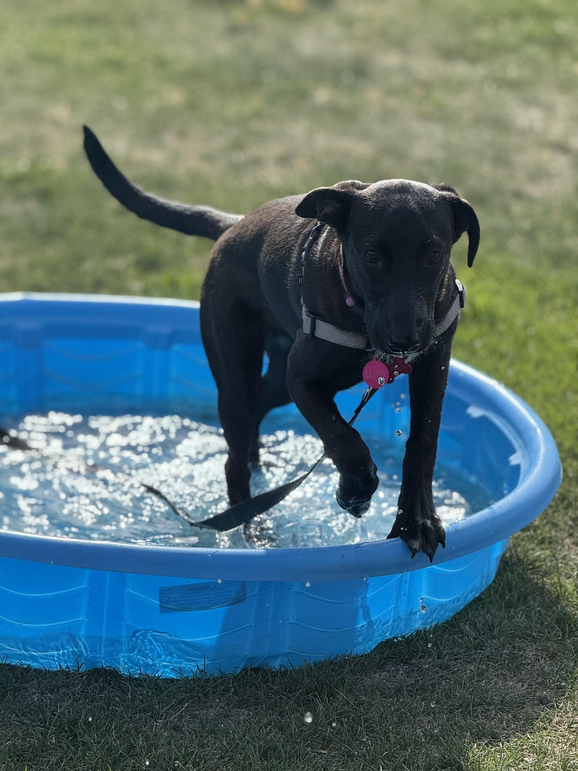 Gigi