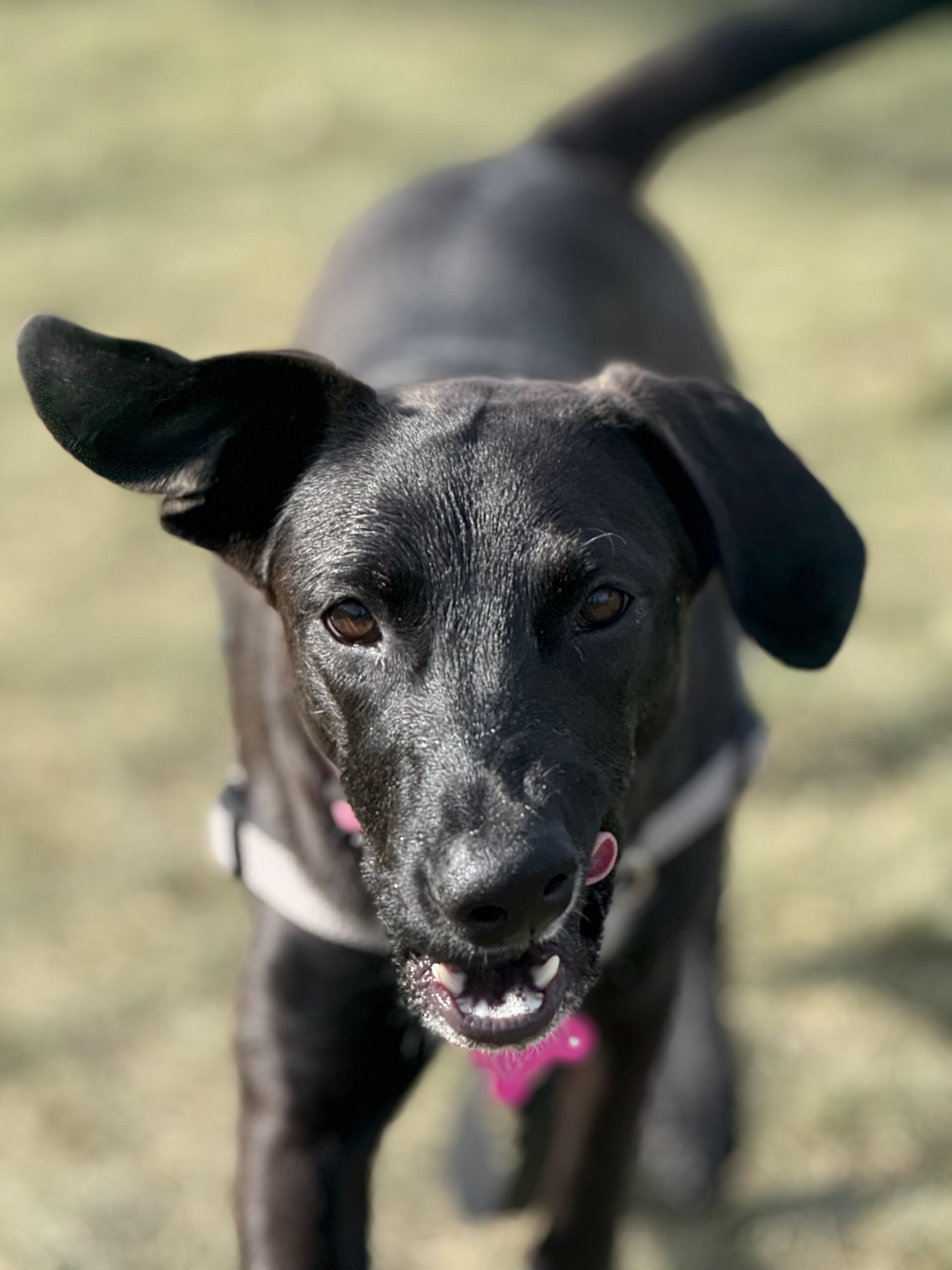 Gigi