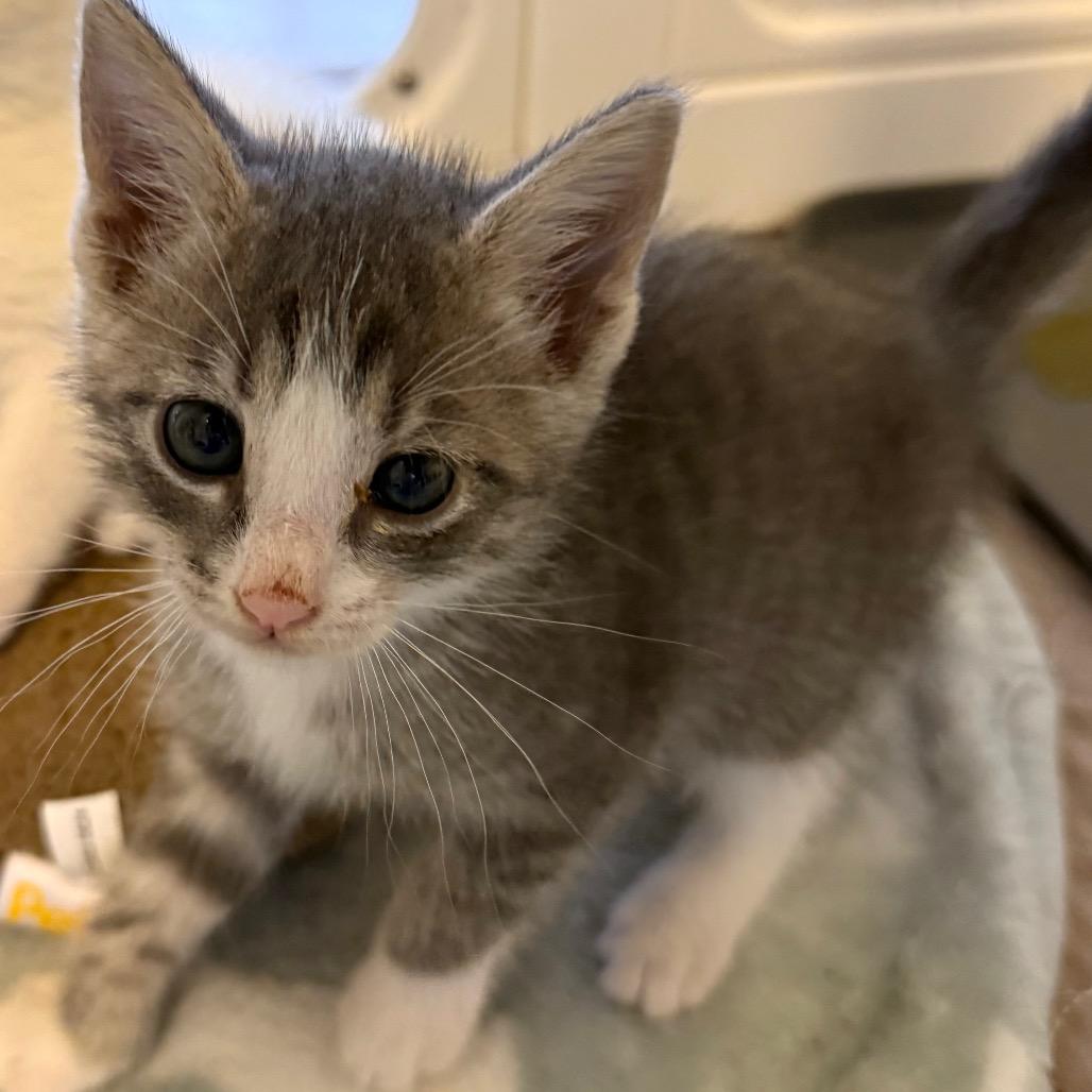 Enlarge Peck, a Adoptable Domestic Short Hair in Juno Beach, FL image 1/3