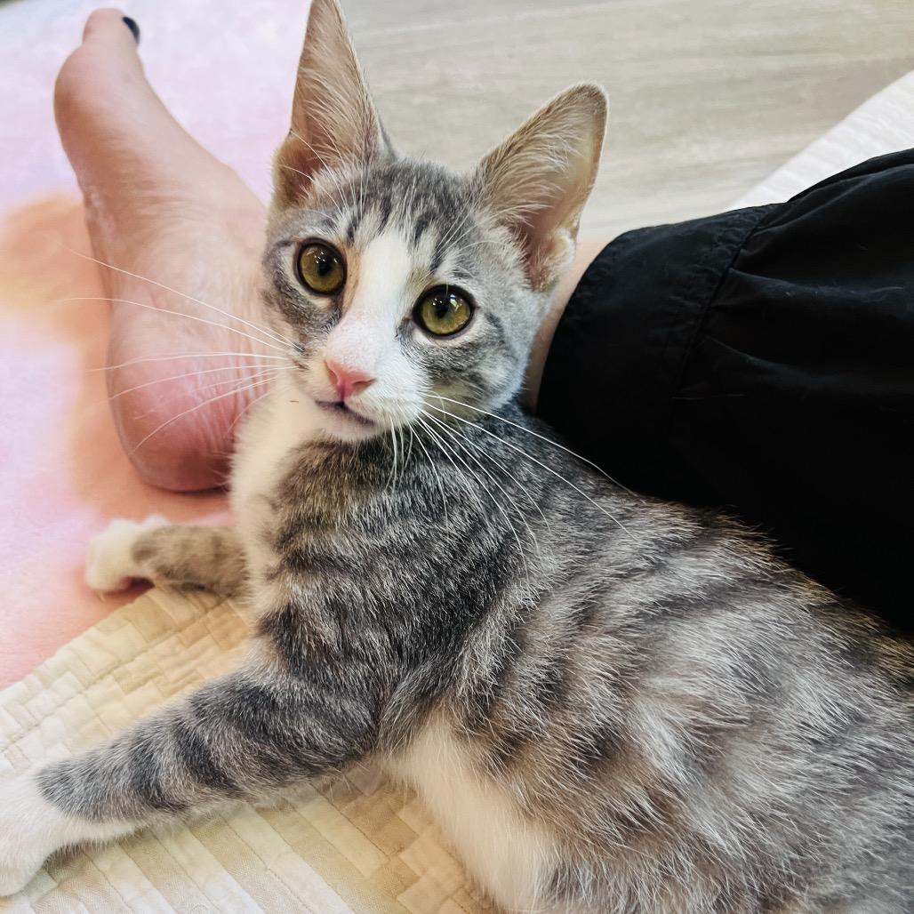 Enlarge Peck, a Adoptable Domestic Short Hair in Juno Beach, FL image 2/3