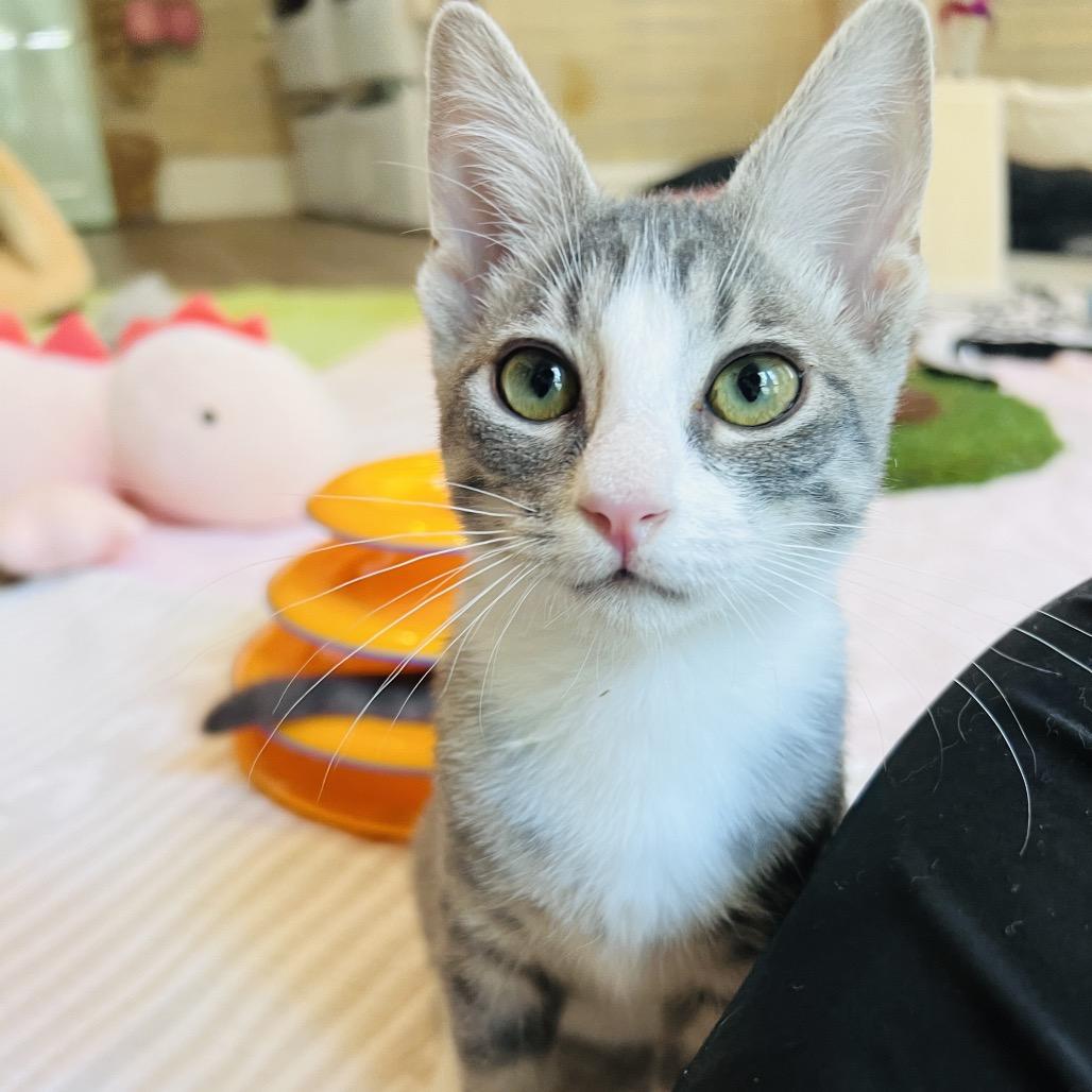 Enlarge Peck, a Adoptable Domestic Short Hair in Juno Beach, FL image 3/3