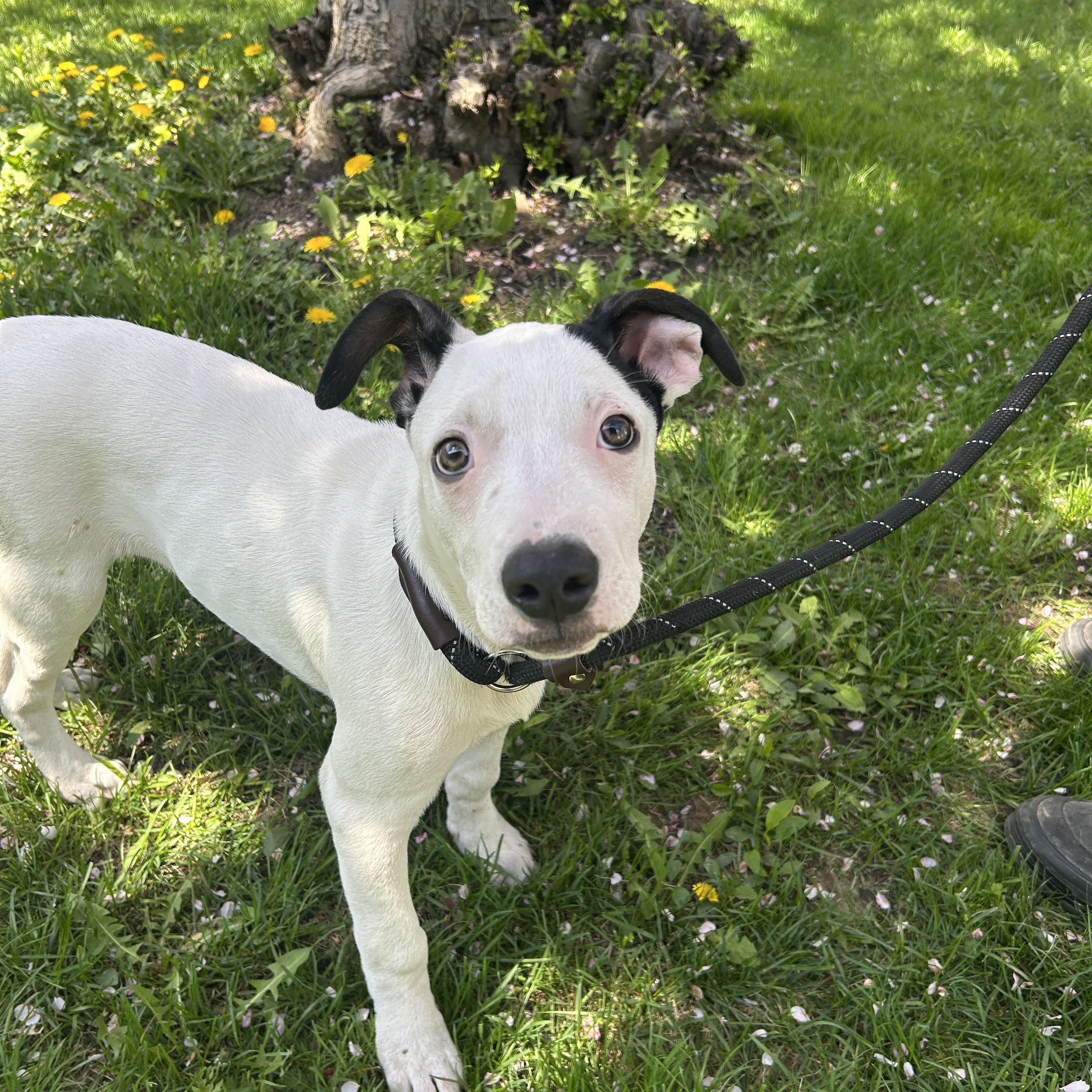 Enlarge Squeak, an adopted mixed breed in Detroit, MI image 2/3