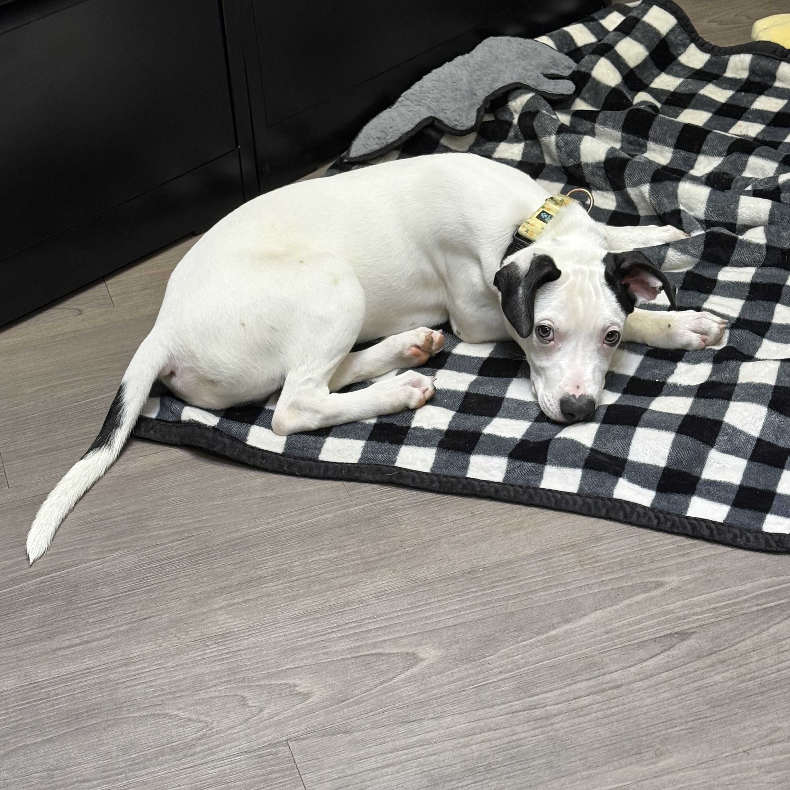Enlarge Squeak, an adopted mixed breed in Detroit, MI image 3/3
