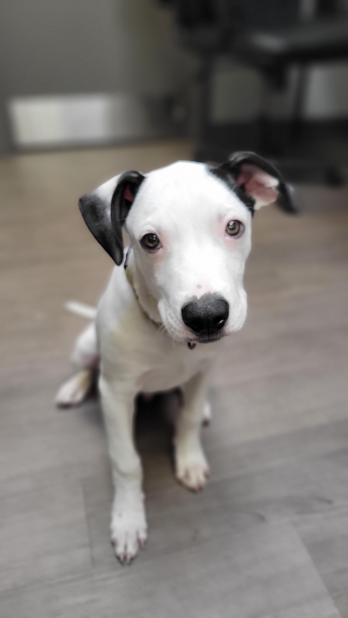 Squeak, adopted, Young Male Pit Bull Terrier & Mixed Breed.