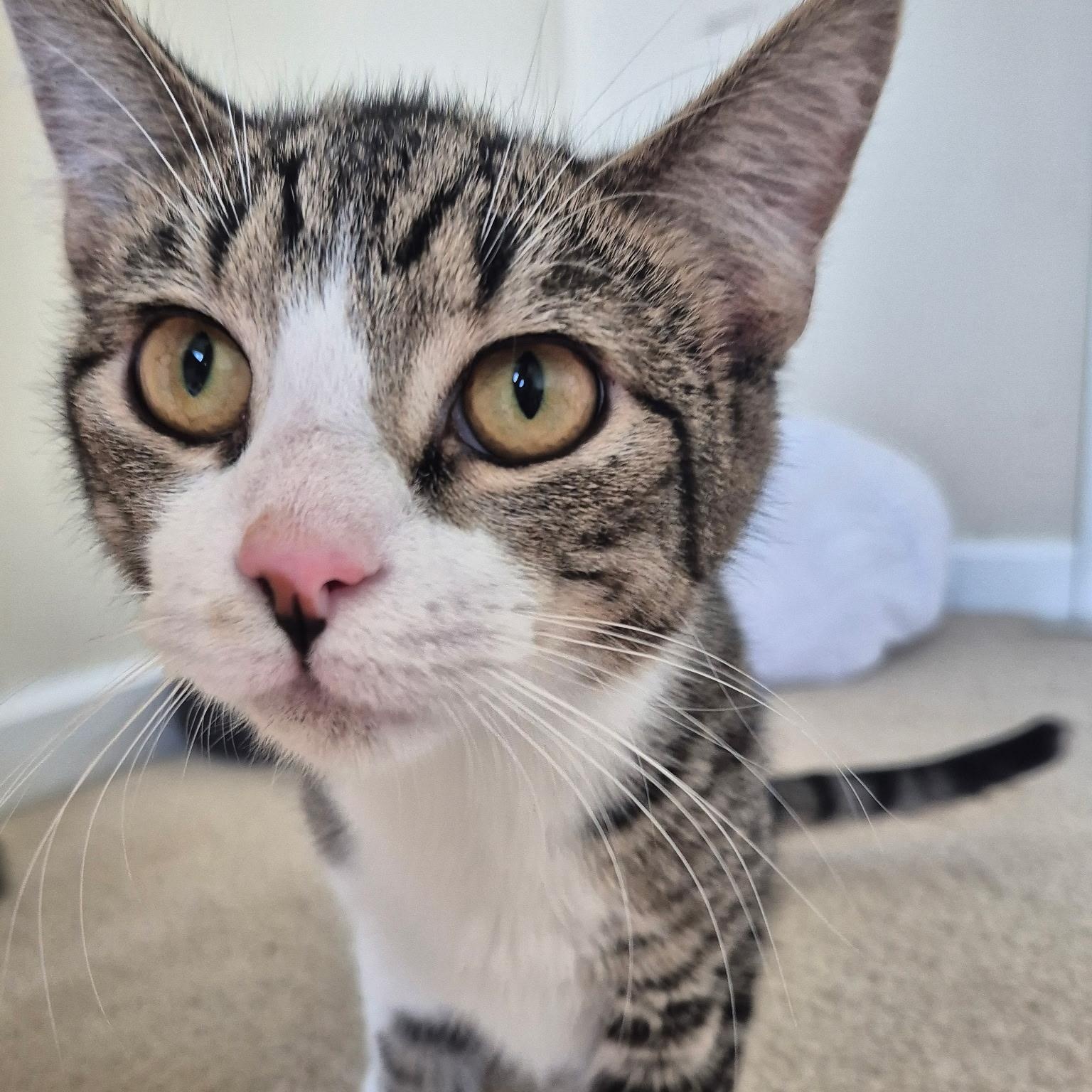 Solo, an adopted American Shorthair in West newton, PA image 3/4