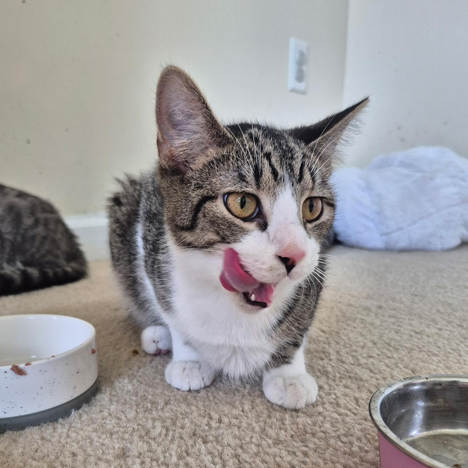 Solo, an adopted American Shorthair in West newton, PA image 2/4