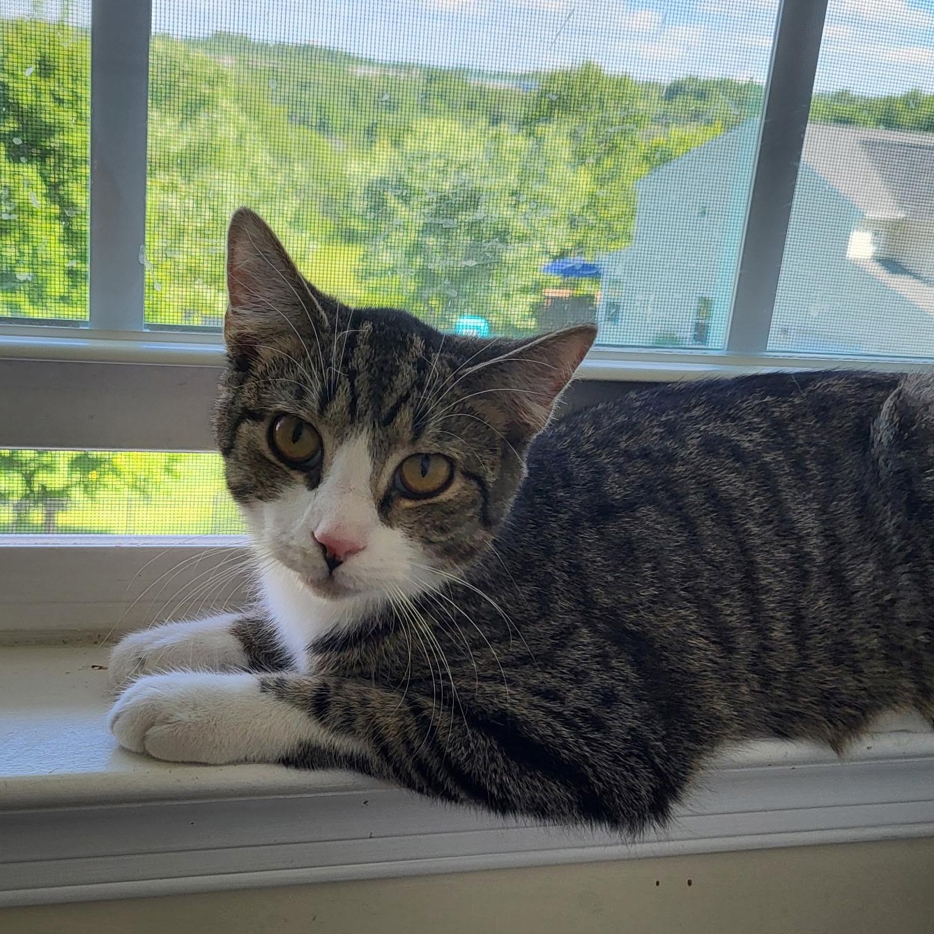 Solo, an adopted American Shorthair in West newton, PA image 1/4