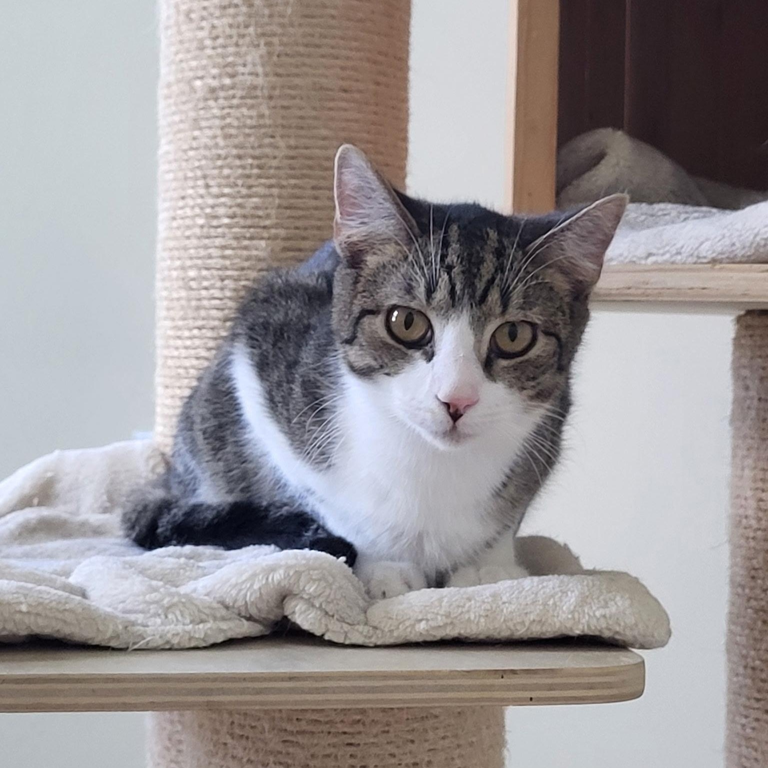 Solo, an adopted American Shorthair in West newton, PA image 4/4