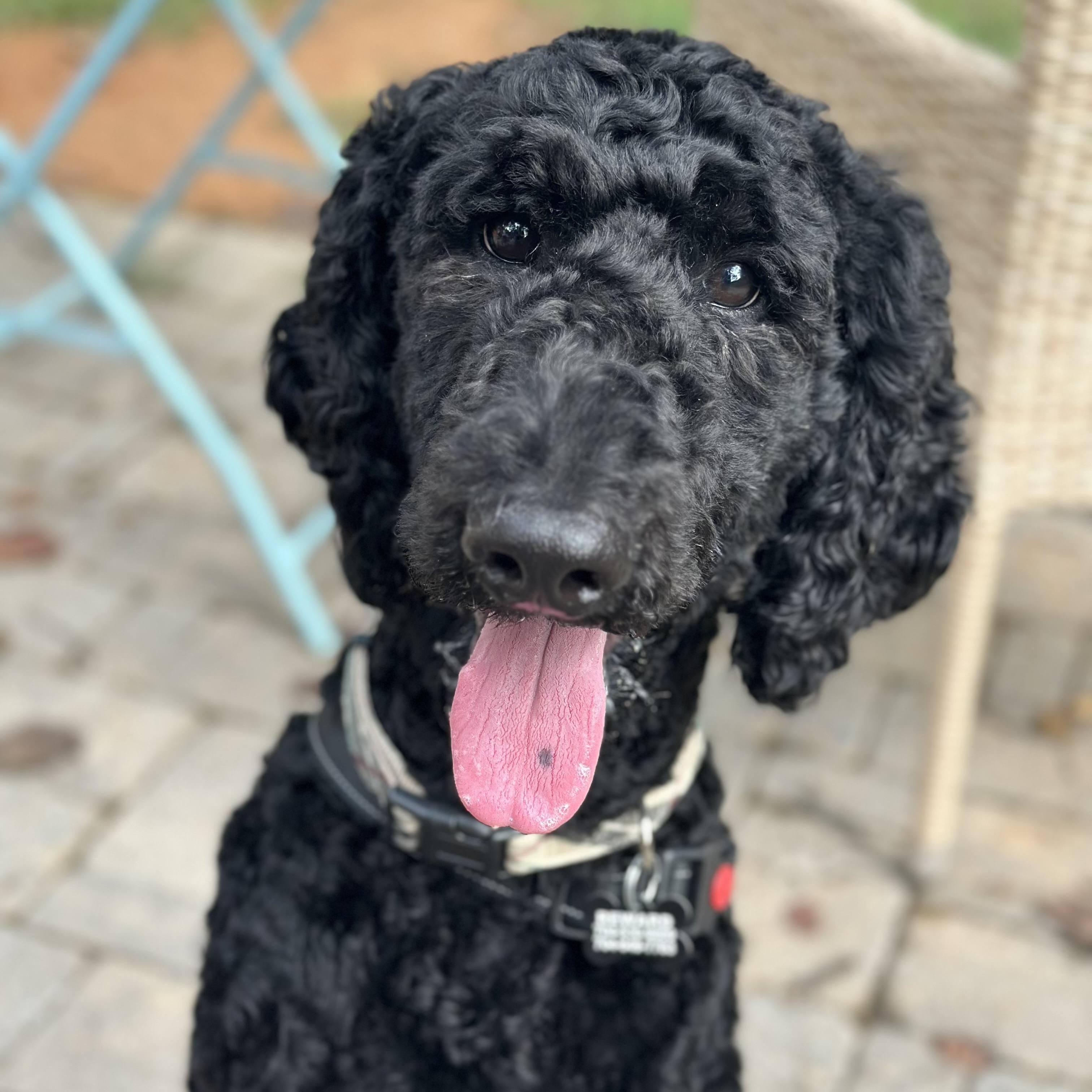 Smokie, an adoptable Goldendoodle in Concord, NC, 28025 | Photo Image 1