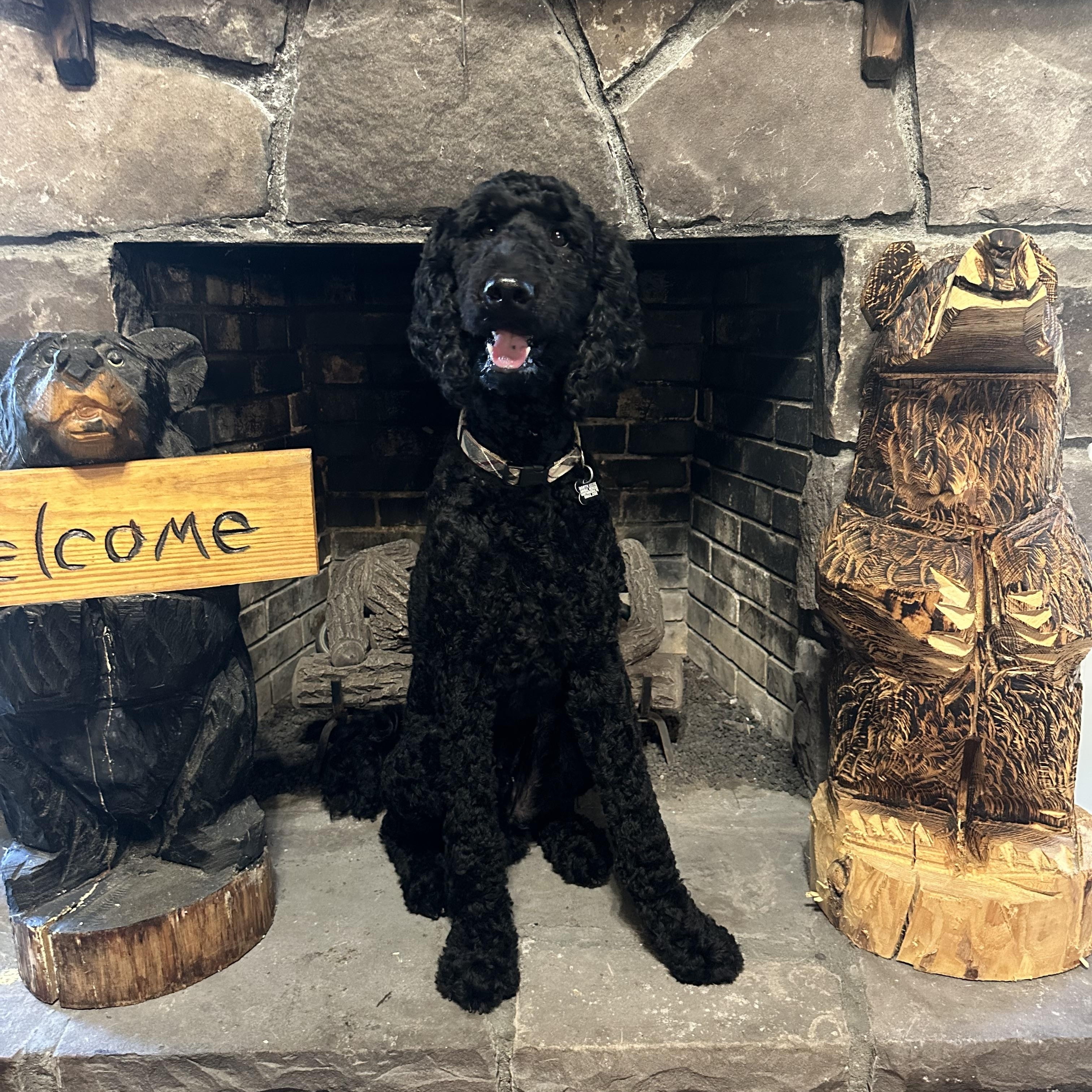 Smokie, an adoptable Goldendoodle in Concord, NC, 28025 | Photo Image 4