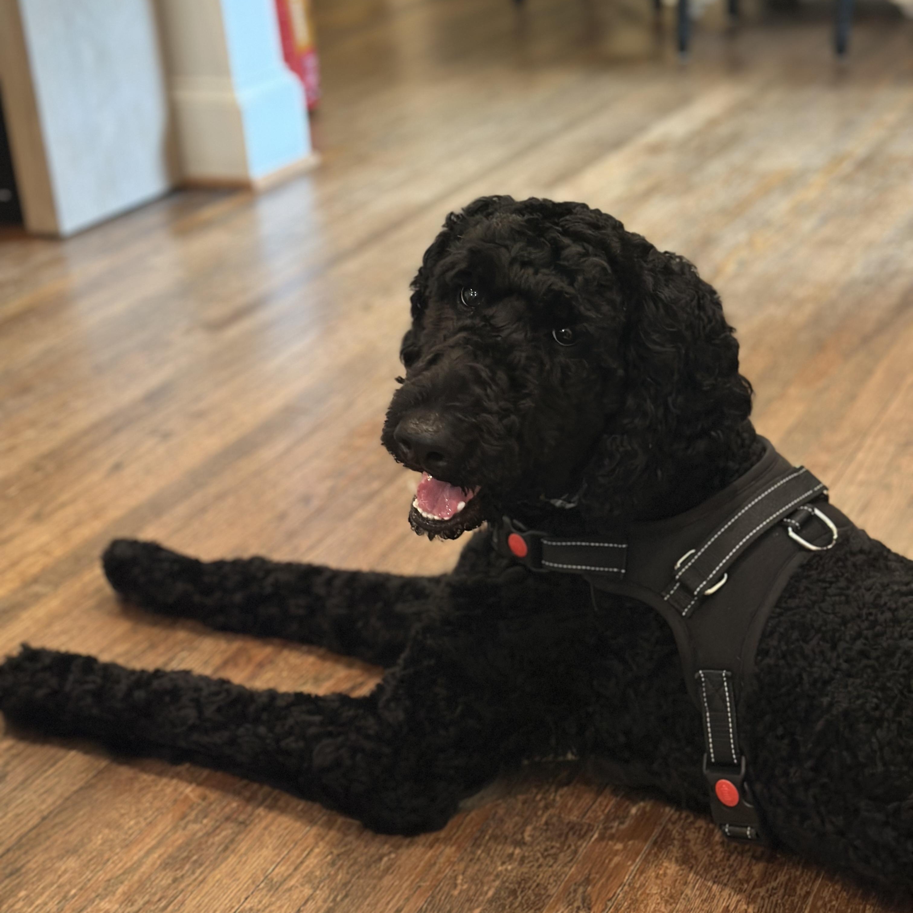 Smokie, an adoptable Goldendoodle in Concord, NC, 28025 | Photo Image 3