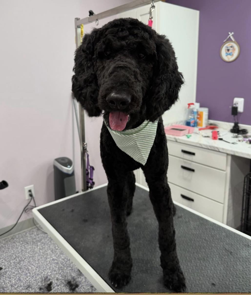 Smokie, an adoptable Goldendoodle in Concord, NC, 28025 | Photo Image 5
