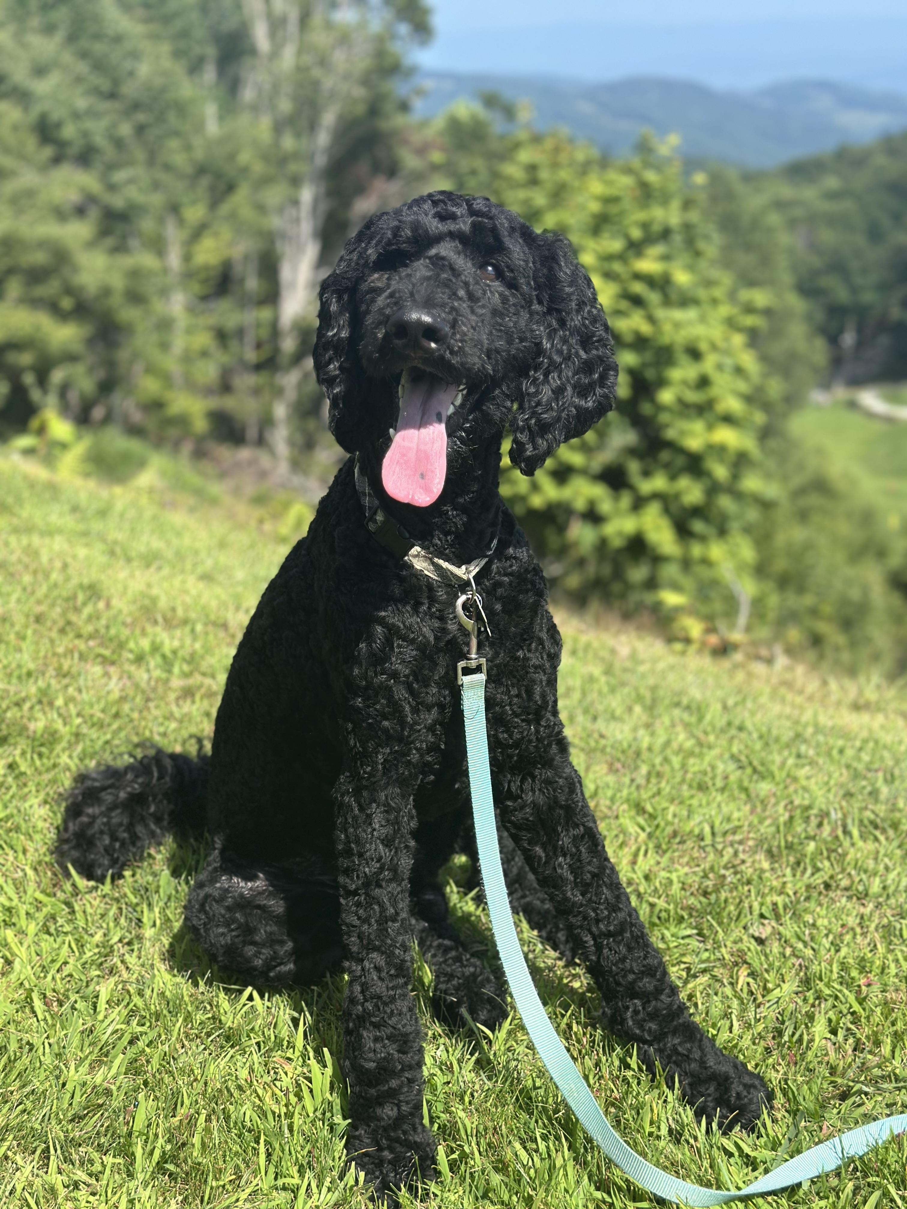 Smokie, an adoptable Goldendoodle in Concord, NC, 28025 | Photo Image 2