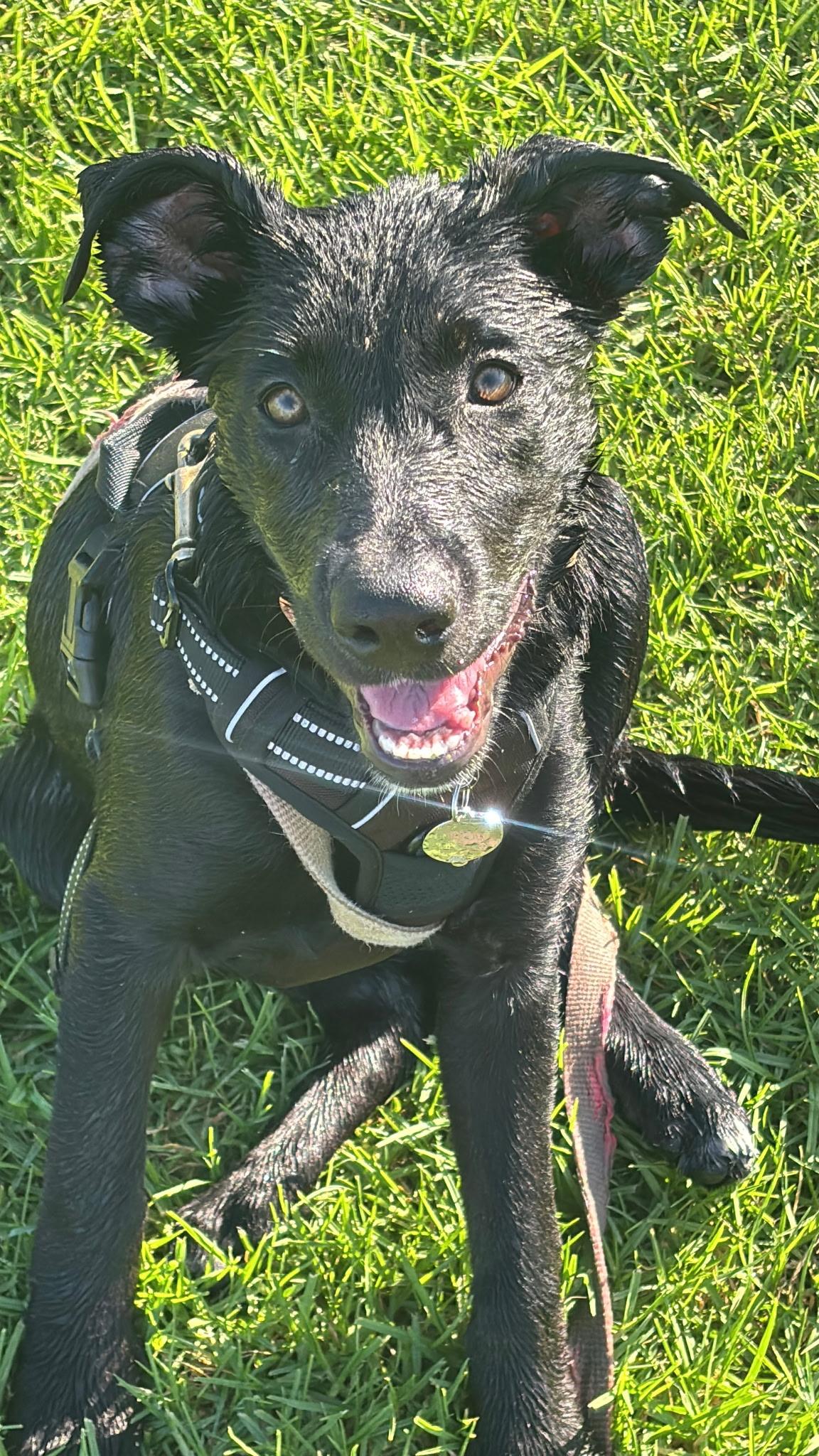 Enlarge June, a Adopted Black Labrador Retriever in Weston, MA image 2/4