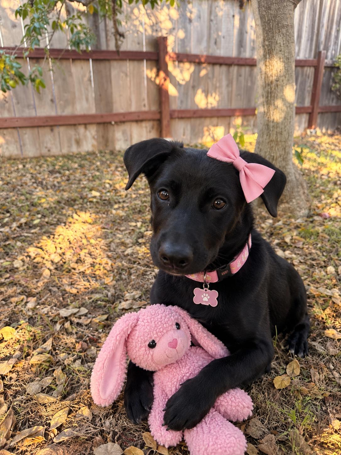 June, Adopted, Puppy Female Black Labrador Retriever.