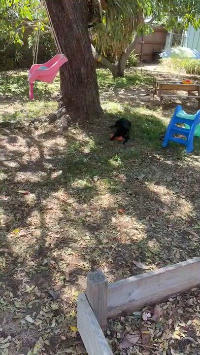 Enlarge June, a Adopted Black Labrador Retriever in Weston, MA video 4/4