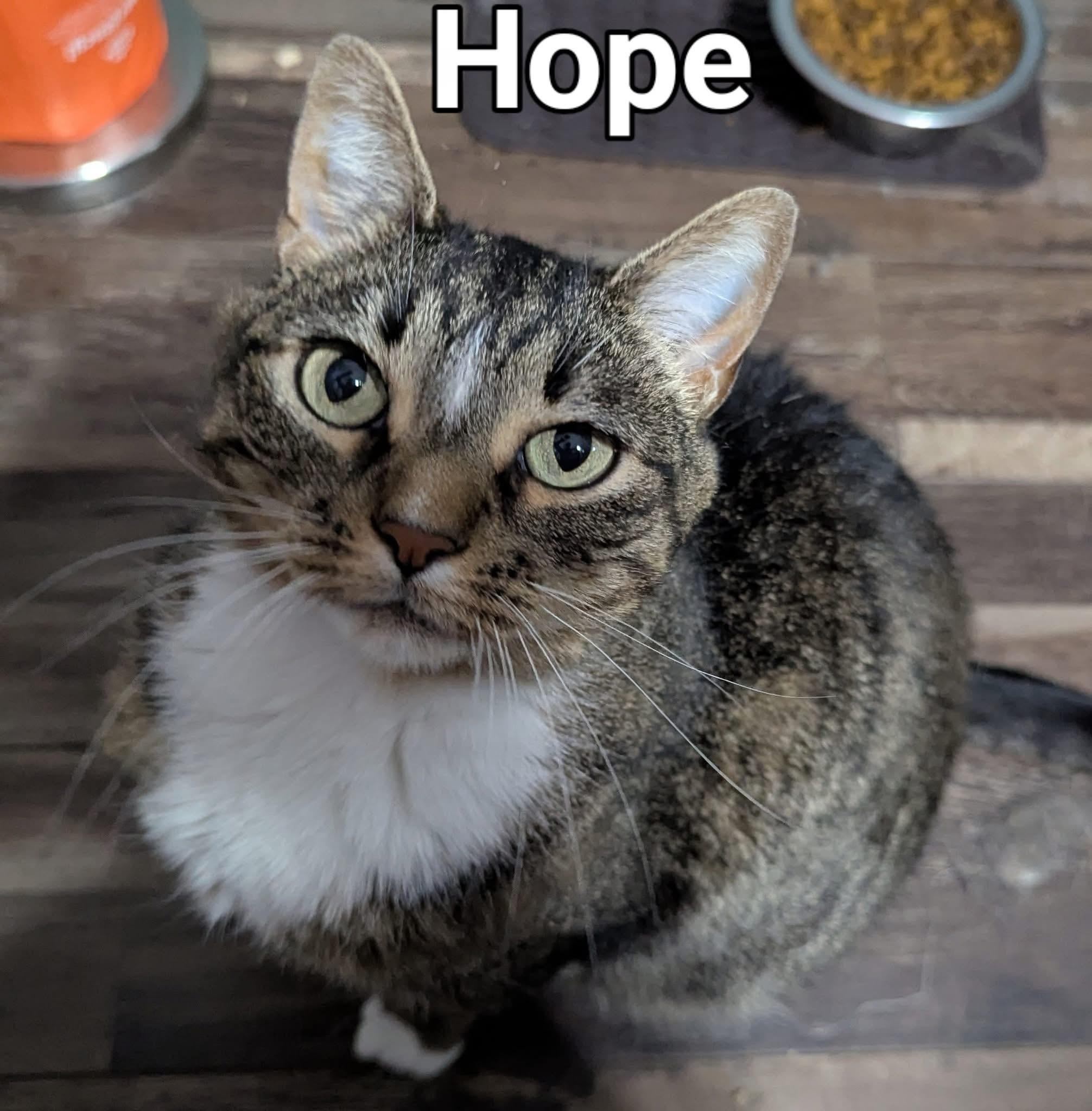Hope, ADOPTABLE, Adult Female Tabby.