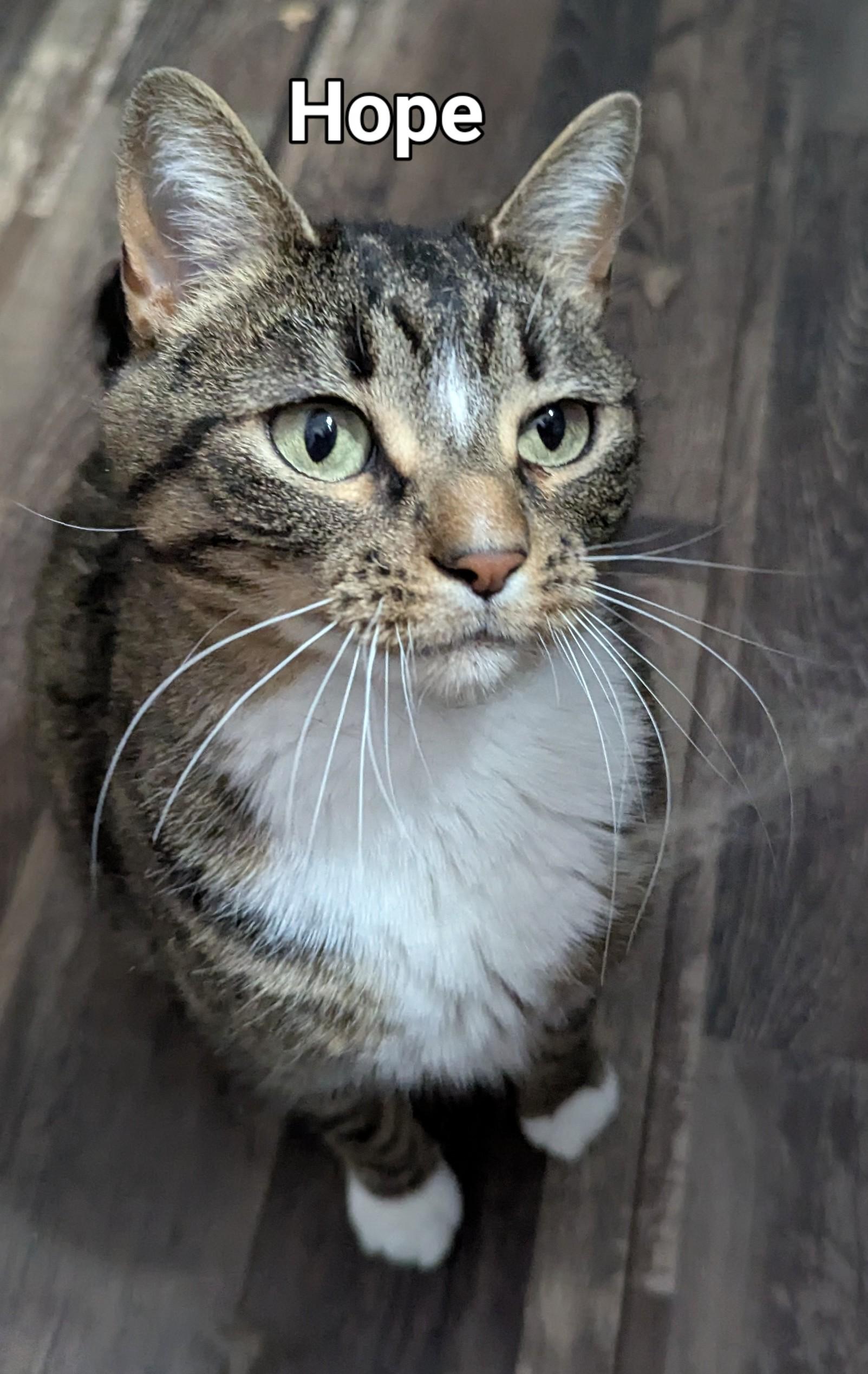 Enlarge Hope, a ADOPTABLE mixed breed in Lincoln, NE image 4/4