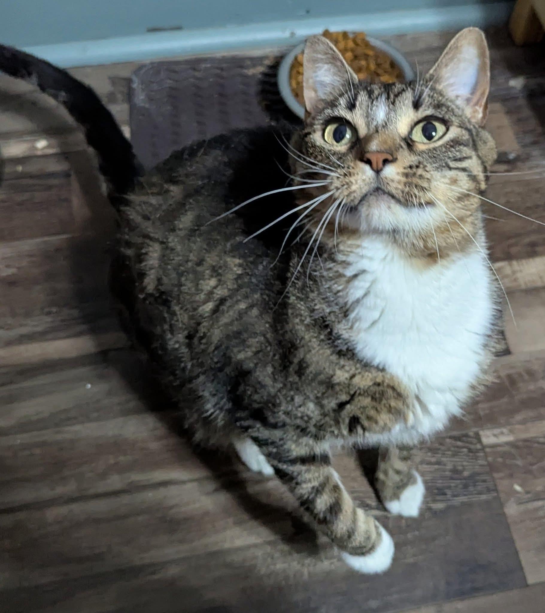 Enlarge Hope, a ADOPTABLE mixed breed in Lincoln, NE image 2/4