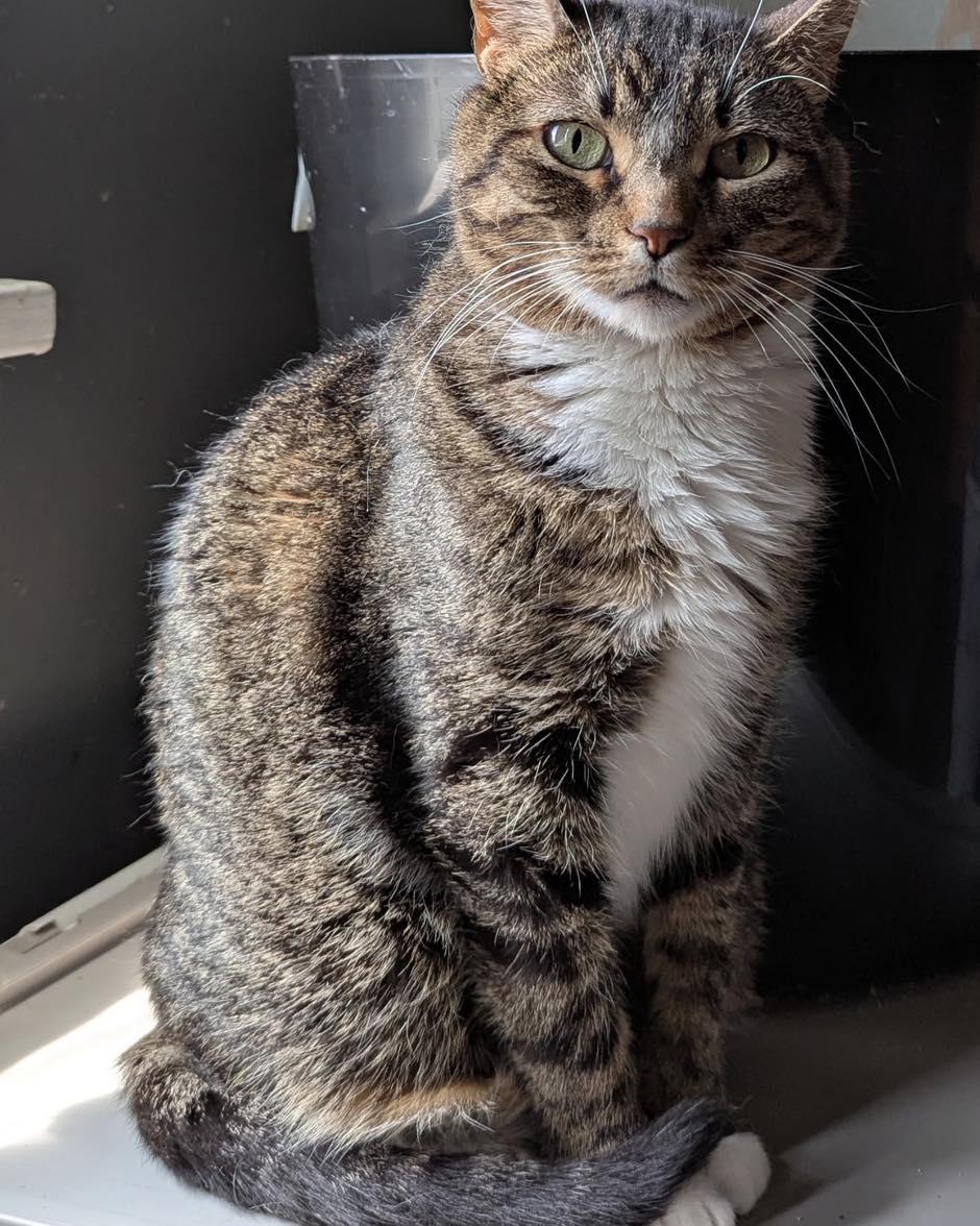 Enlarge Hope, a ADOPTABLE mixed breed in Lincoln, NE image 3/4