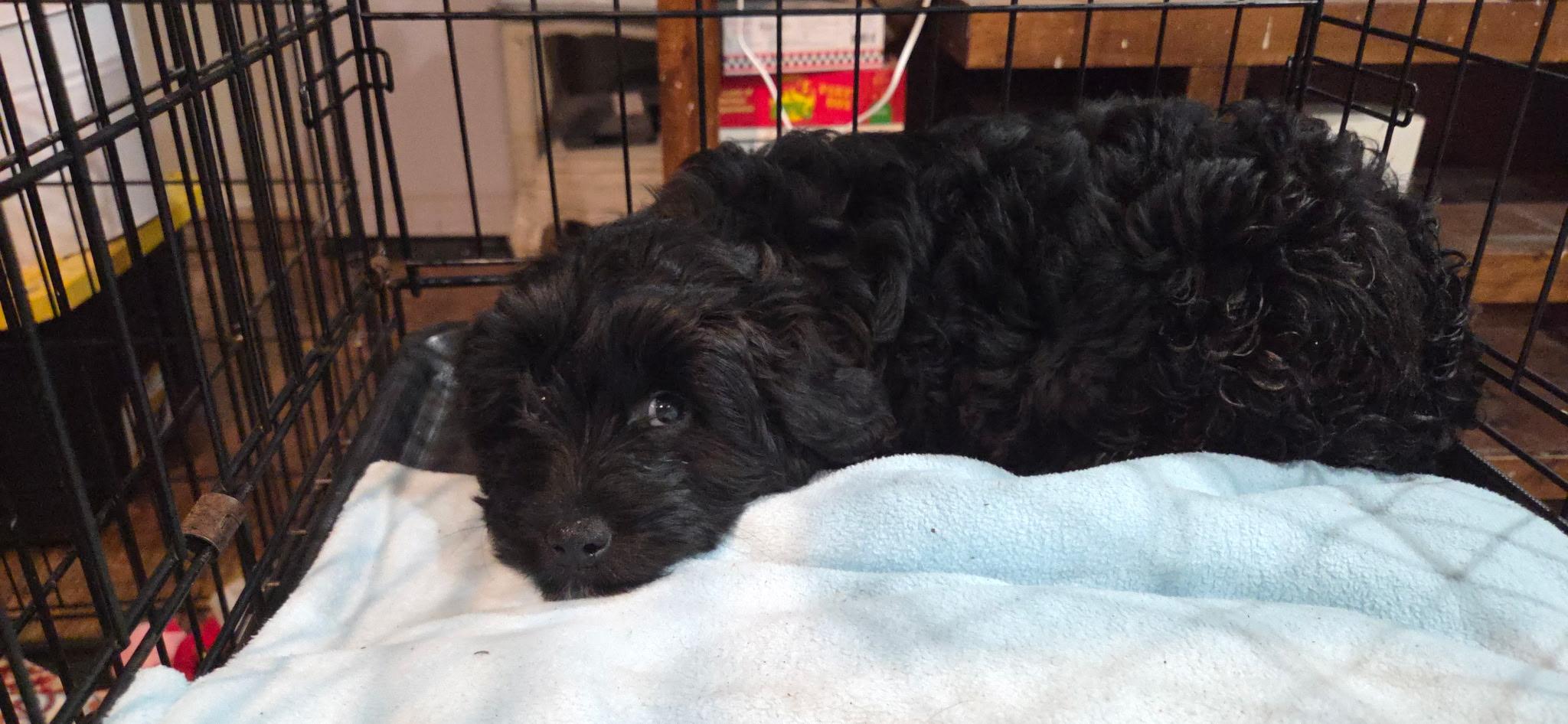 Enlarge Sophia, a ADOPTABLE mixed breed in Kimball, MI image 2/2