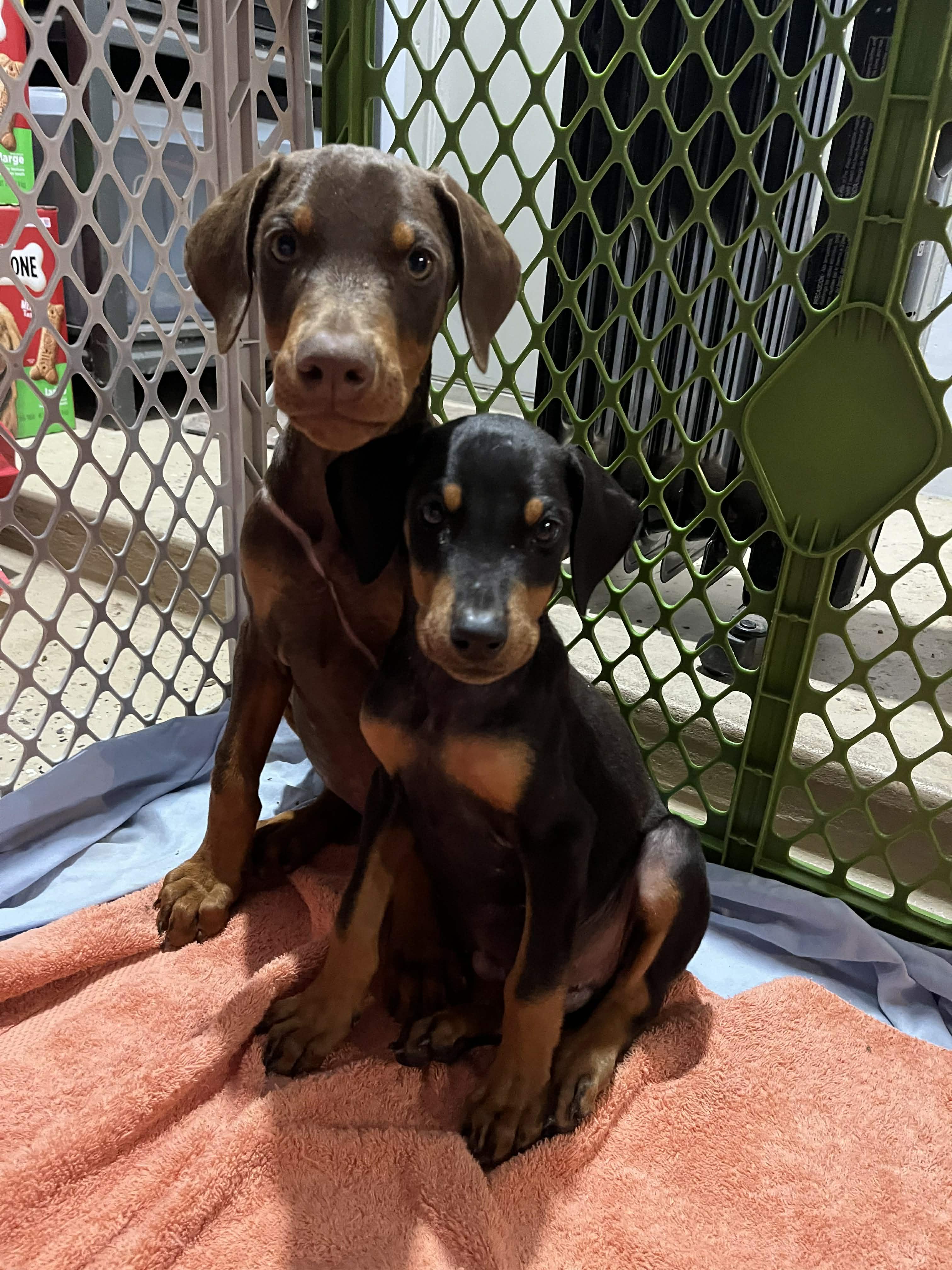 Enlarge Frankie , an adopted Doberman Pinscher in Pleasant Valley, MO image 4/6