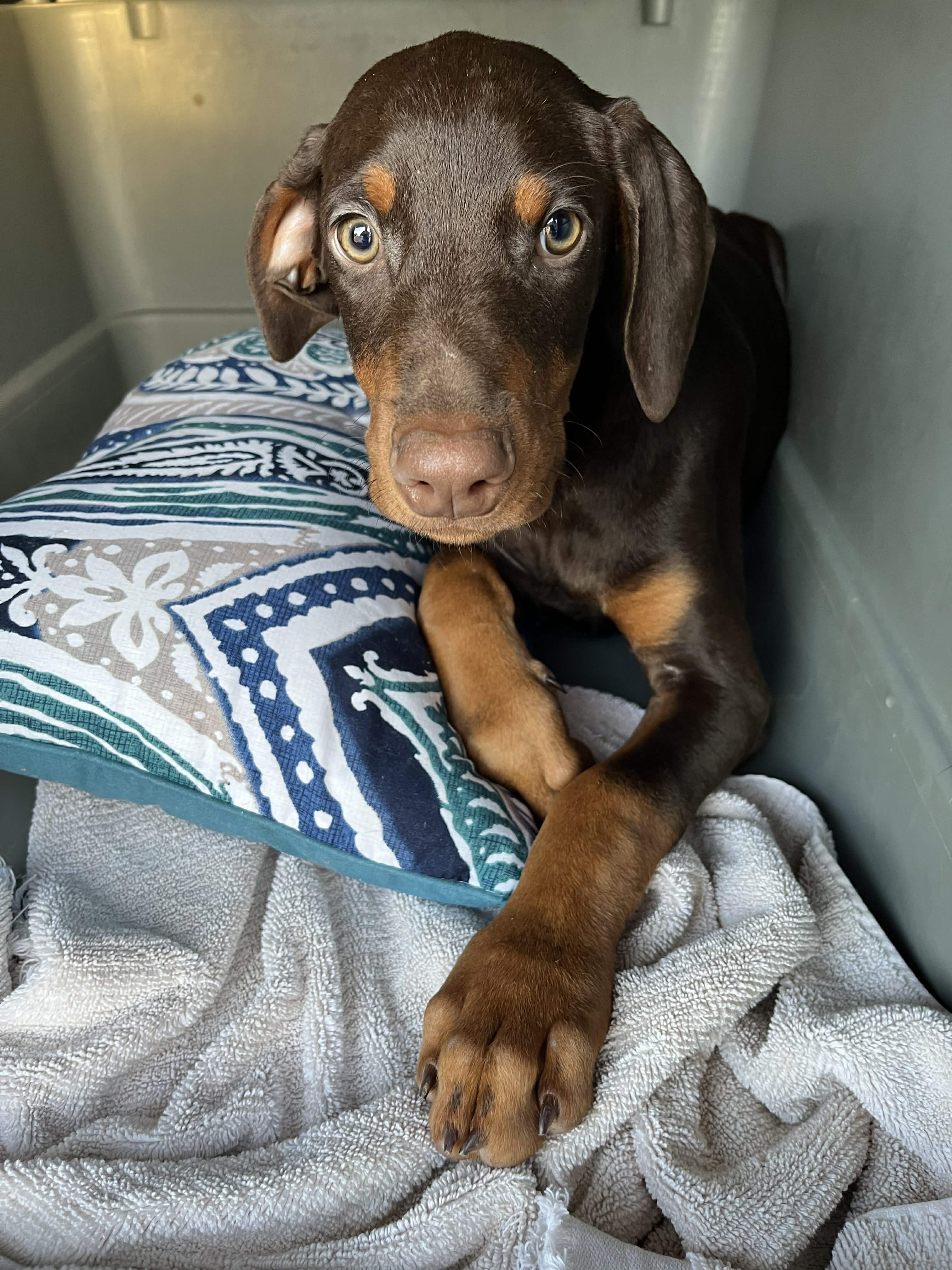 Frankie , adopted, Puppy Male Doberman Pinscher.