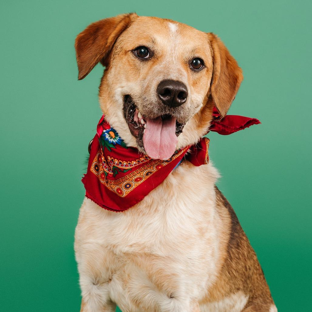Fella, Adoptable, Adult Male Australian Cattle Dog / Blue Heeler & Australian Cattle Dog / Blue Heeler.
