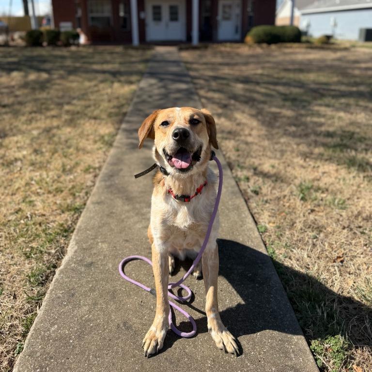 Fella, a Adoptable mixed breed in Fayetteville, AR image 2/6