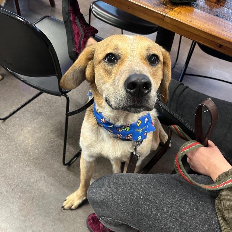 Fella, a Adoptable mixed breed in Fayetteville, AR image 3/6