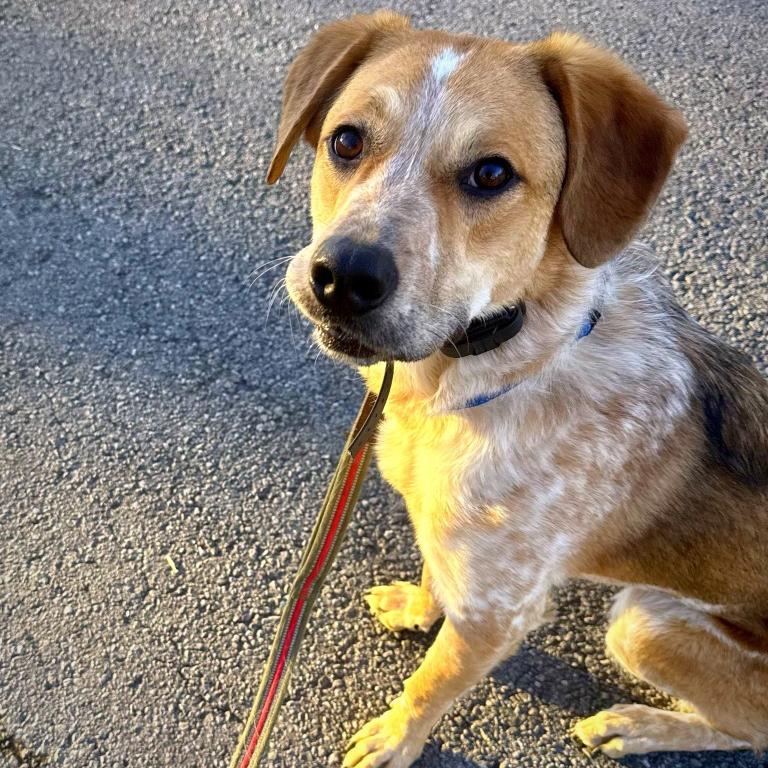 Fella, a Adoptable mixed breed in Fayetteville, AR image 4/6