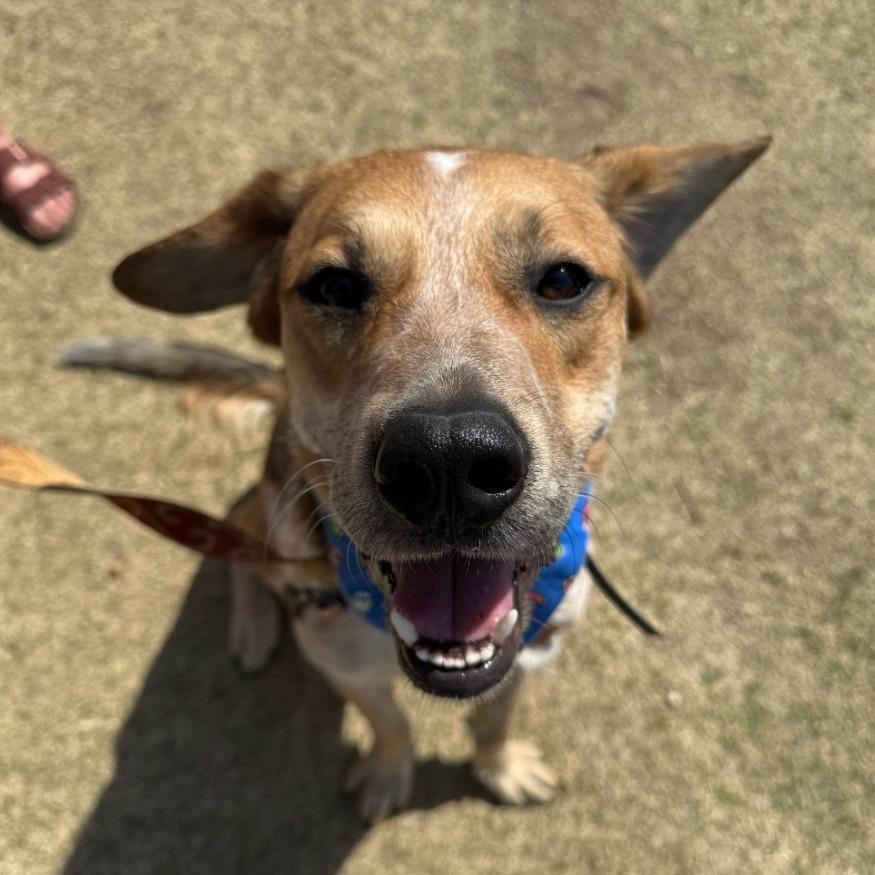 Fella, a Adoptable mixed breed in Fayetteville, AR image 5/6