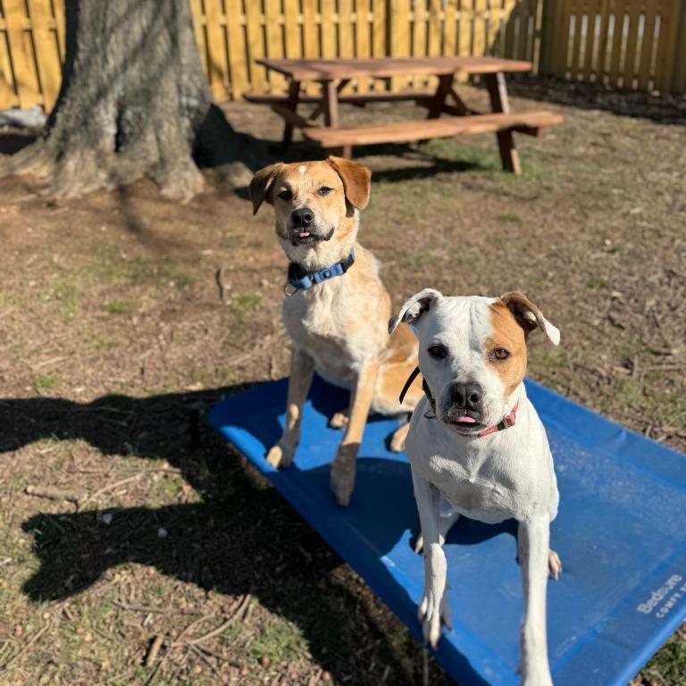 Fella, a Adoptable mixed breed in Fayetteville, AR image 6/6