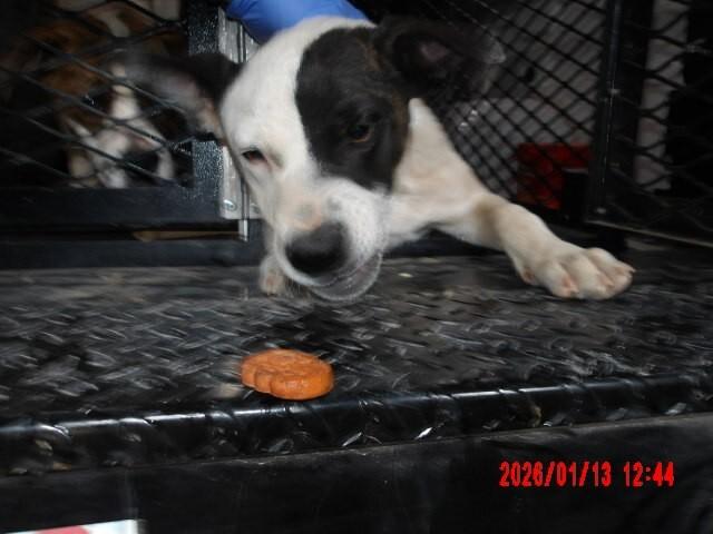Enlarge Drax, a Adoptable Mixed Breed in Hobbs, NM image 1/6