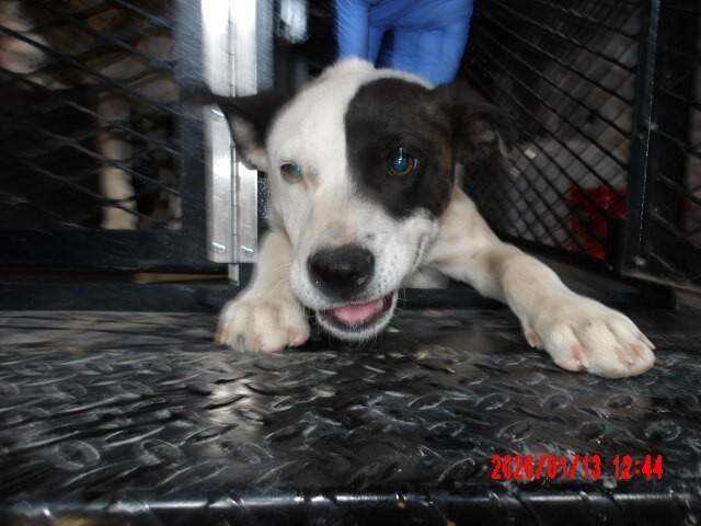 Enlarge Drax, a Adoptable Mixed Breed in Hobbs, NM image 2/6