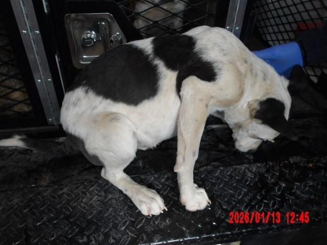 Enlarge Drax, a Adoptable Mixed Breed in Hobbs, NM image 4/6