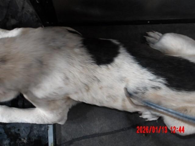 Enlarge Drax, a Adoptable Mixed Breed in Hobbs, NM image 5/6