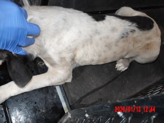 Enlarge Drax, a Adoptable Mixed Breed in Hobbs, NM image 6/6